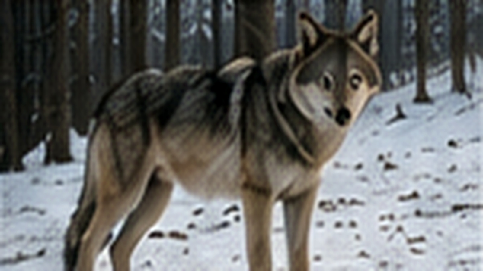 Gray wolf